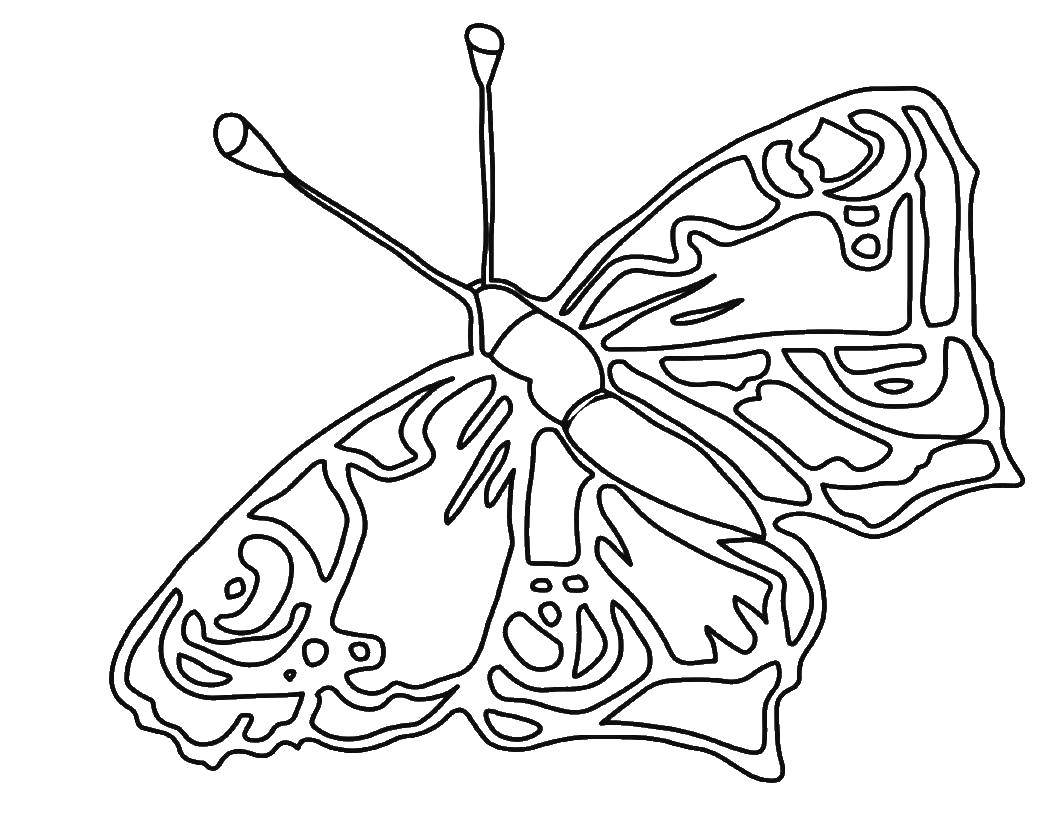 Название: Раскраска Красивая бабочка. Категория: бабочки. Теги: Бабочка.