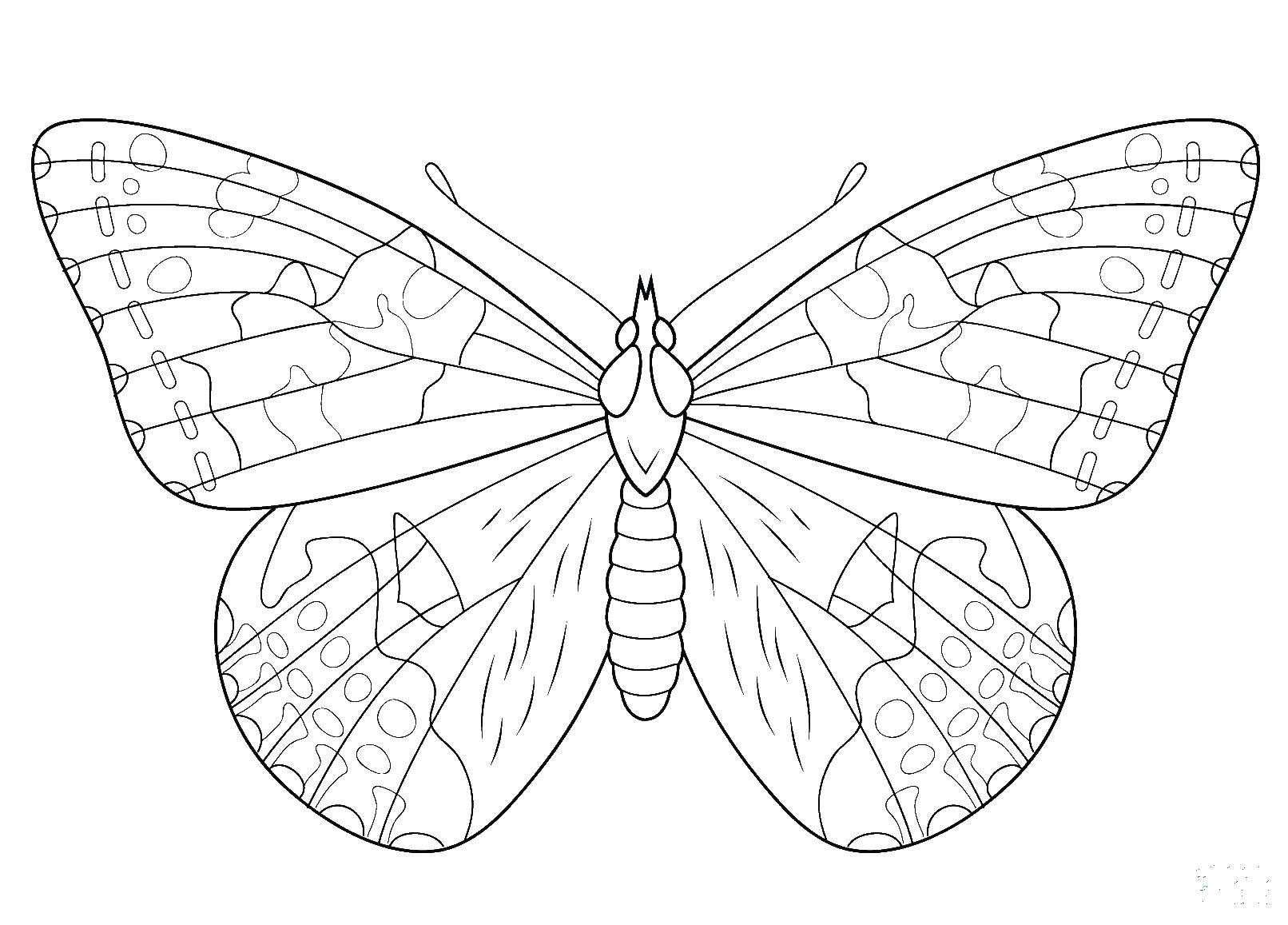 Название: Раскраска Красивая бабочка. Категория: бабочки. Теги: Бабочка.