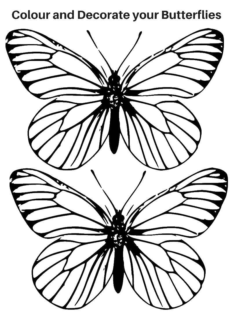 Coloring Paint and decorate your butterfly. Category butterflies. Tags:  Butterfly.