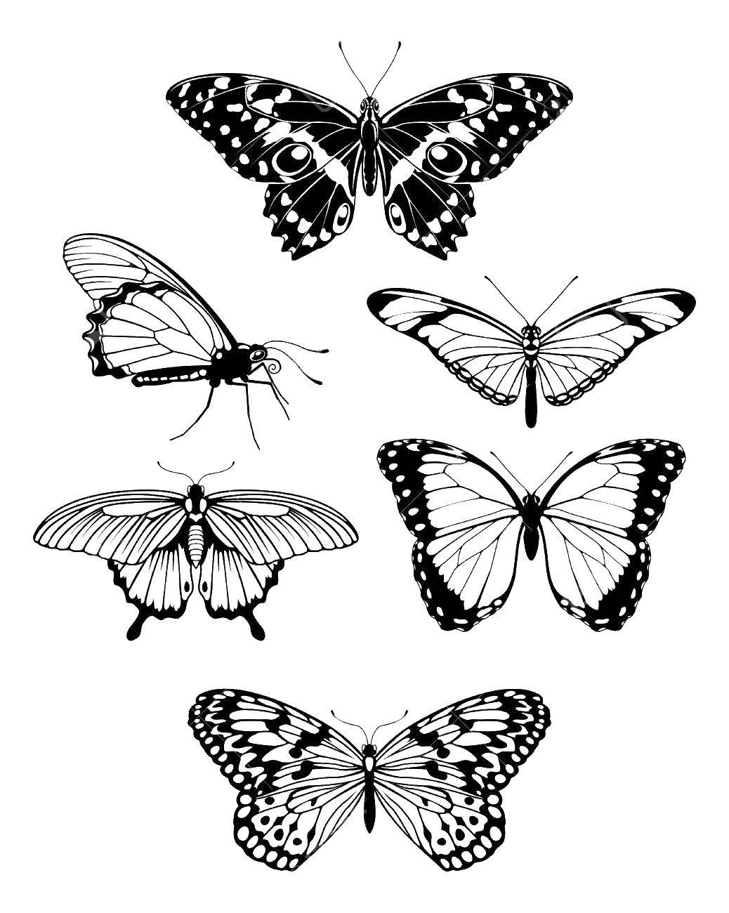 Название: Раскраска Разные бабочки. Категория: бабочки. Теги: Бабочка.