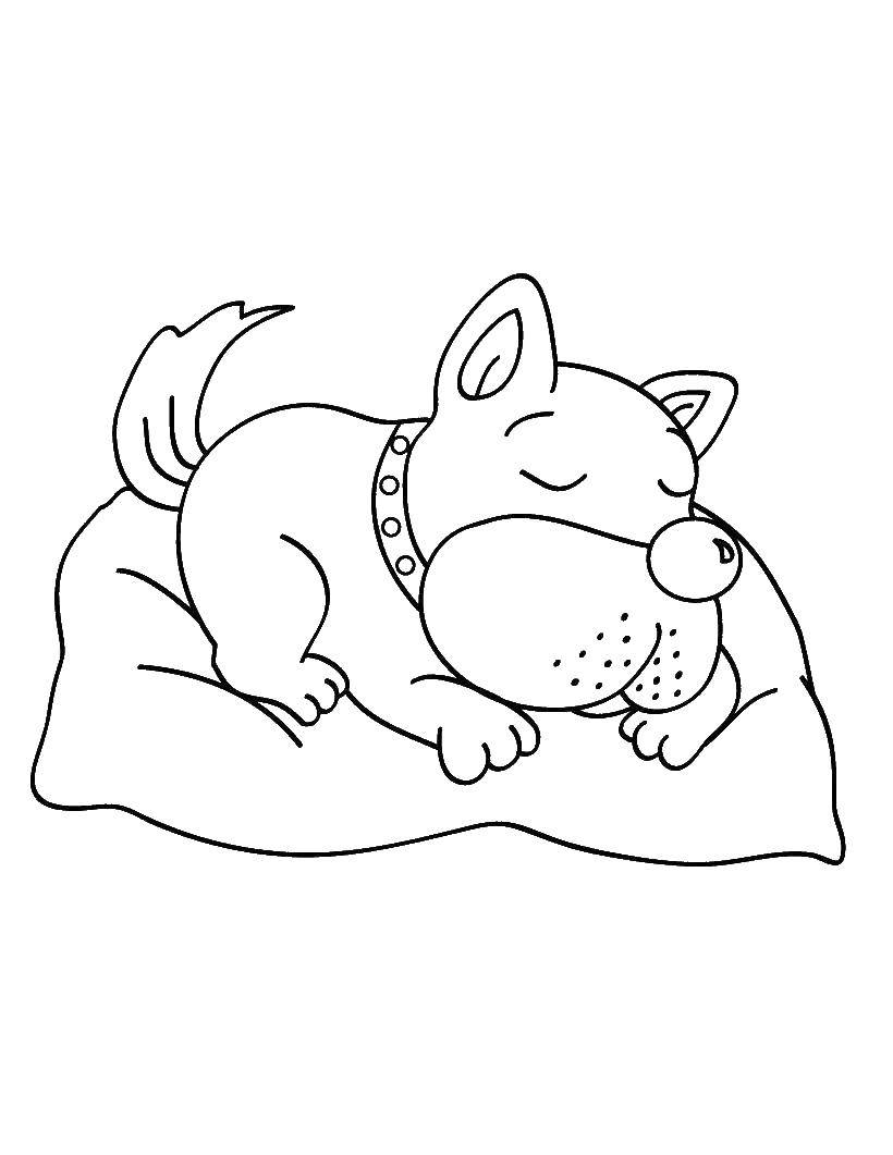 Название: Раскраска Пёс сладко спит. Категория: Сон. Теги: Сон, усталость.