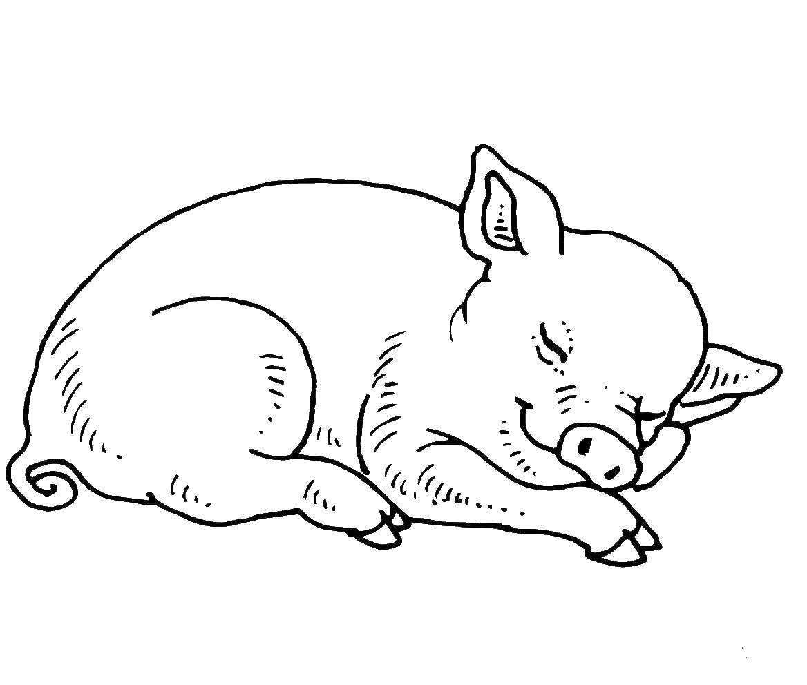 Розмальовки  Спляча свинка. Завантажити розмальовку Сон, втома.  Роздрукувати ,Сон,