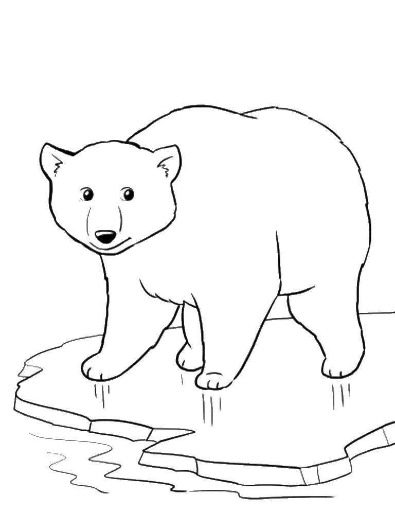Название: Раскраска Арктический мишка. Категория: Животные. Теги: Животные, белый медведь.