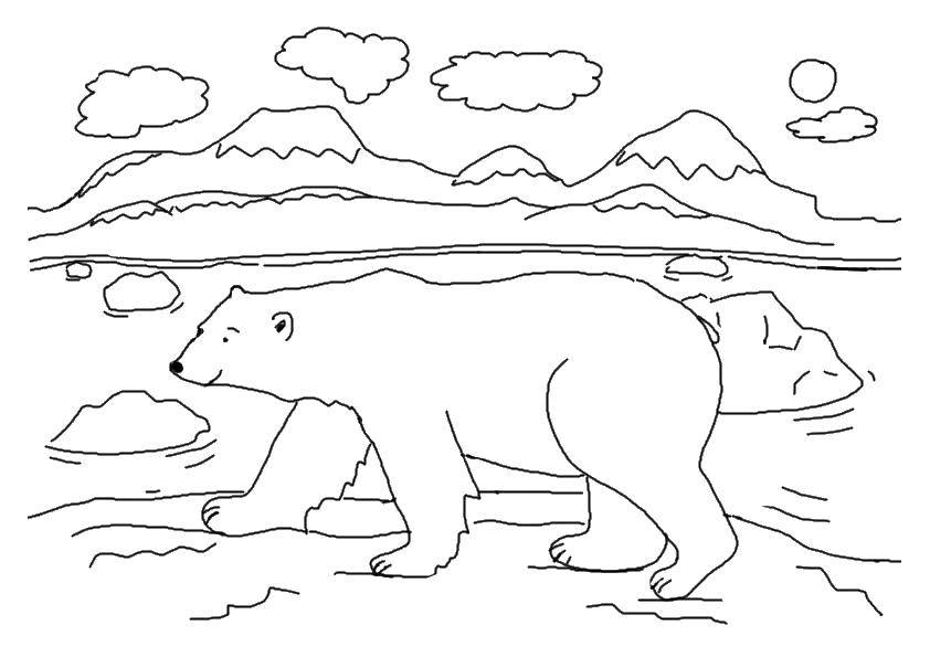 Рисунок белый медведь