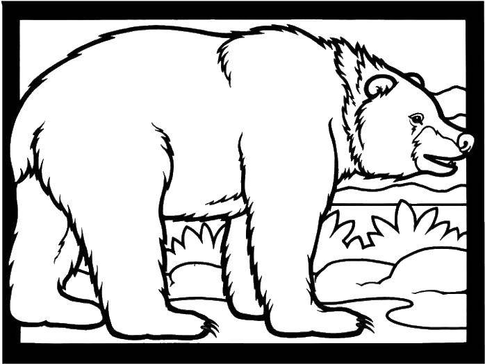 Название: Раскраска Бурый медведь. Категория: дикие животные. Теги: Животные, медведь.