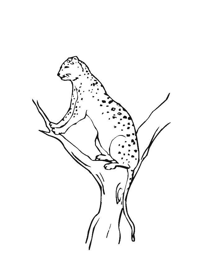 Coloring Leopard. Category Animals. Tags:  Animals, leopard.