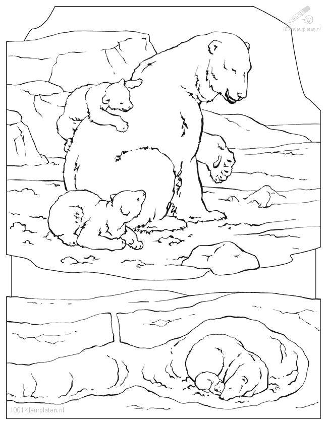 Coloring Mother bear with cubs. Category wild animals. Tags:  Animals, polar bear.