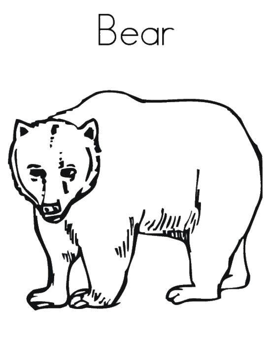 Coloring Bear. Category English. Tags:  English, animals.
