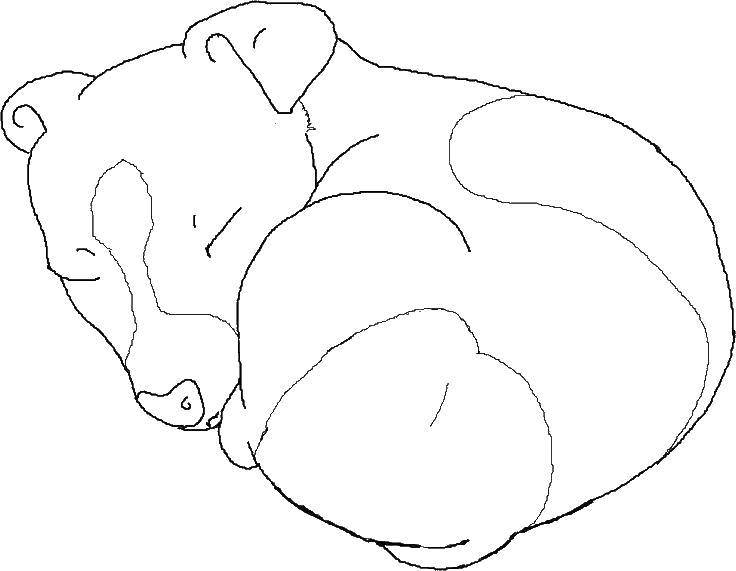 Название: Раскраска Спящий щенок. Категория: Сон. Теги: Животные, собака.