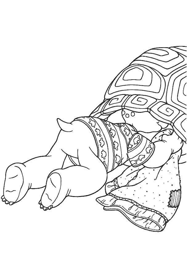 Coloring The turtle climbs into the armor. Category reptiles. Tags:  Reptile, turtle.