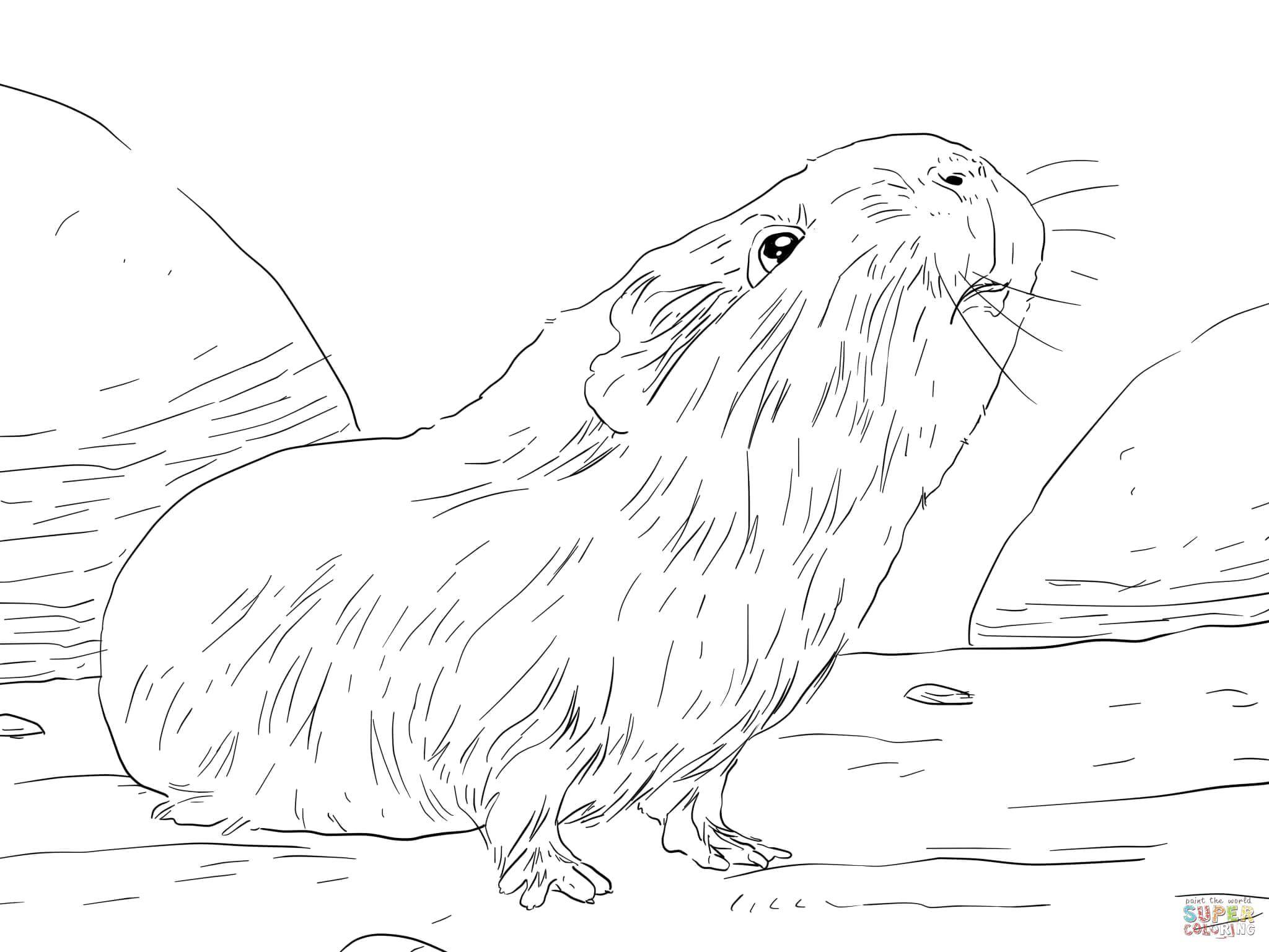 Coloring The capybara. Category Animals. Tags:  Animals.