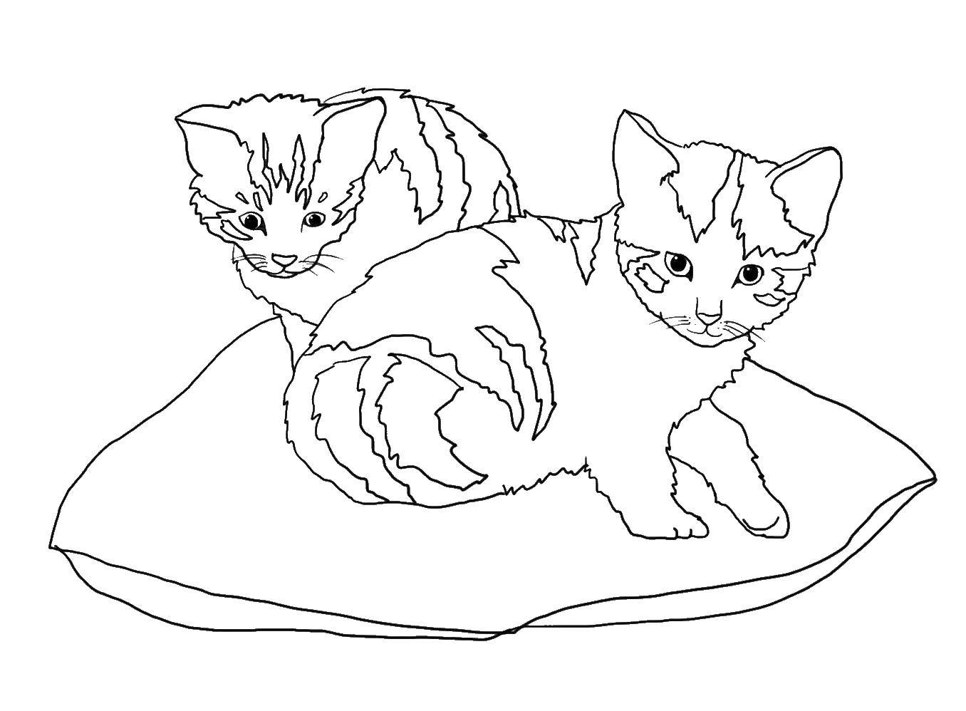 Название: Раскраска Котятки на подушке. Категория: Животные. Теги: Животные, котёнок.