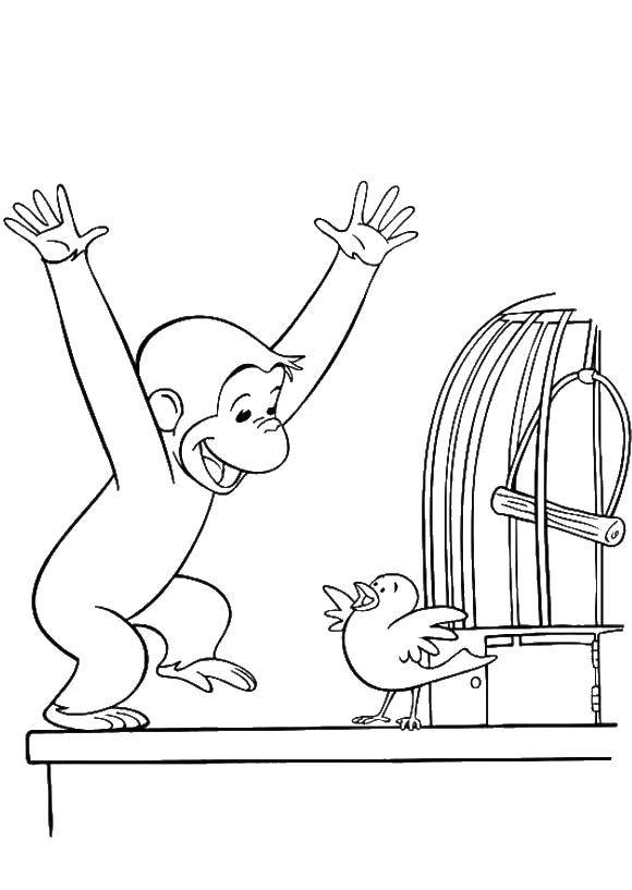 Coloring The monkey and the bird. Category APE. Tags:  animals, APE, monkey, bird.