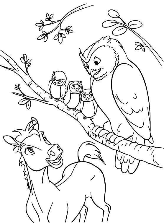 Coloring Owl and horse. Category Animals. Tags:  animals, owl, horse.