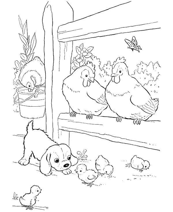 Розмальовки  Кури і собачка. Завантажити розмальовку село, кури, собачка.  Роздрукувати ,село,
