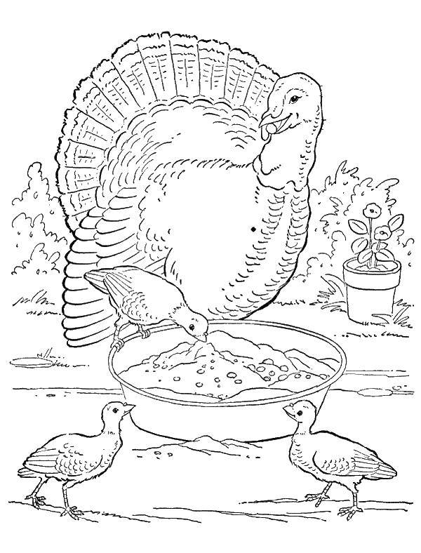 Coloring Turkey. Category birds. Tags:  poultry, turkeys.