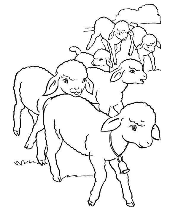 Название: Раскраска Овечки. Категория: Животные. Теги: животные, деревня, овечки.