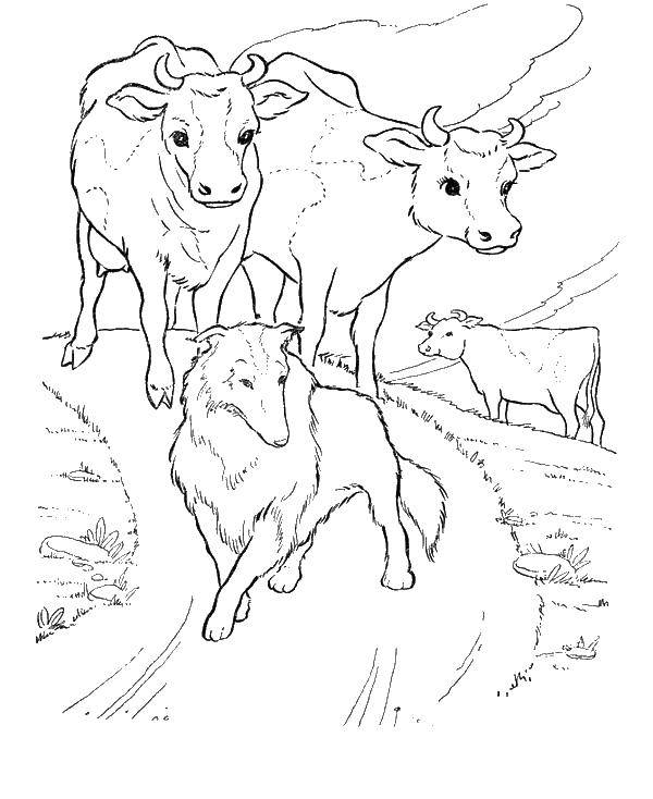 Coloring Cattle. Category Animals. Tags:  animals, cattle.