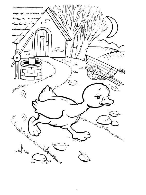 Coloring Duck. Category the village. Tags:  countryside, birds, duck.