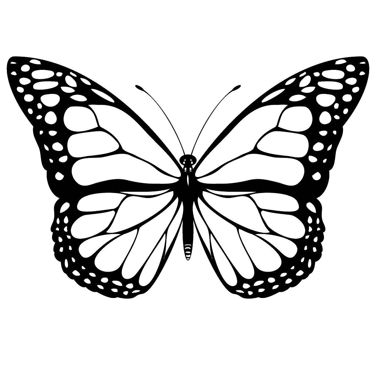 Название: Раскраска Бабочки. Категория: бабочки. Теги: насекомые, бабочка.