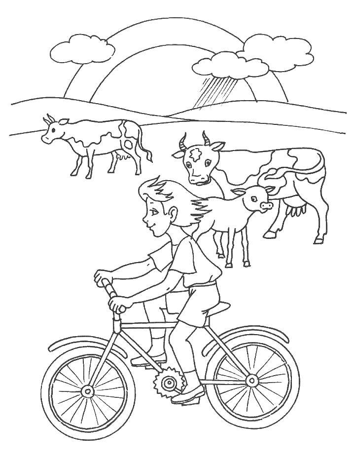 Розмальовки  Дівчинка на велосипеді біля корів. Завантажити розмальовку село, худобу, корови, дівчинка.  Роздрукувати ,село,