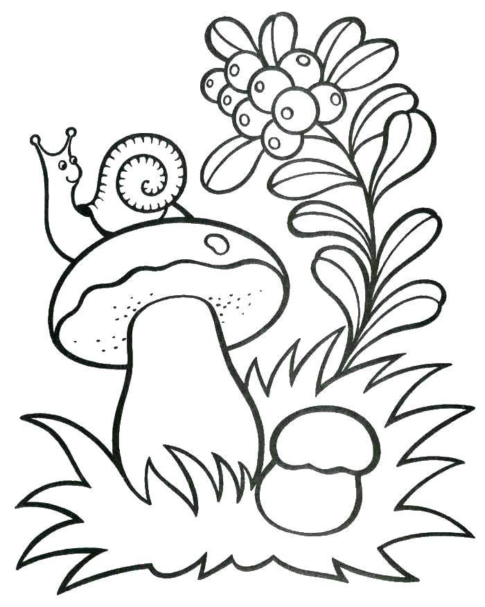 Розмальовки  Равлик повзає по грибочку. Завантажити розмальовку гриби, природа, равлик.  Роздрукувати ,гриби,