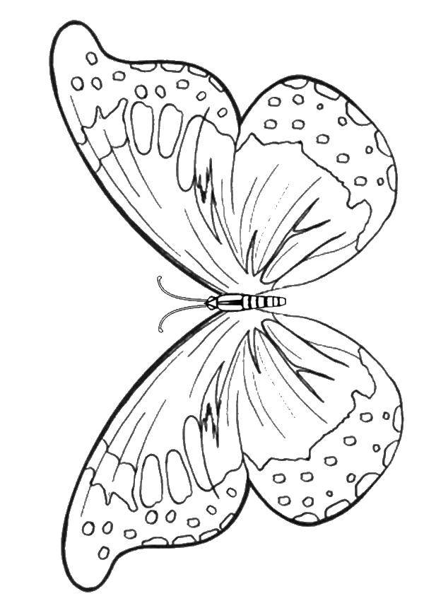 Название: Раскраска Бабочка. Категория: бабочки. Теги: насекомые, бабочка, крылья.