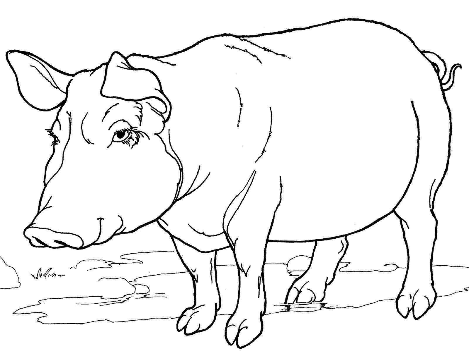 Название: Раскраска Свинья на ферме. Категория: домашние животные. Теги: свинья, ферма.