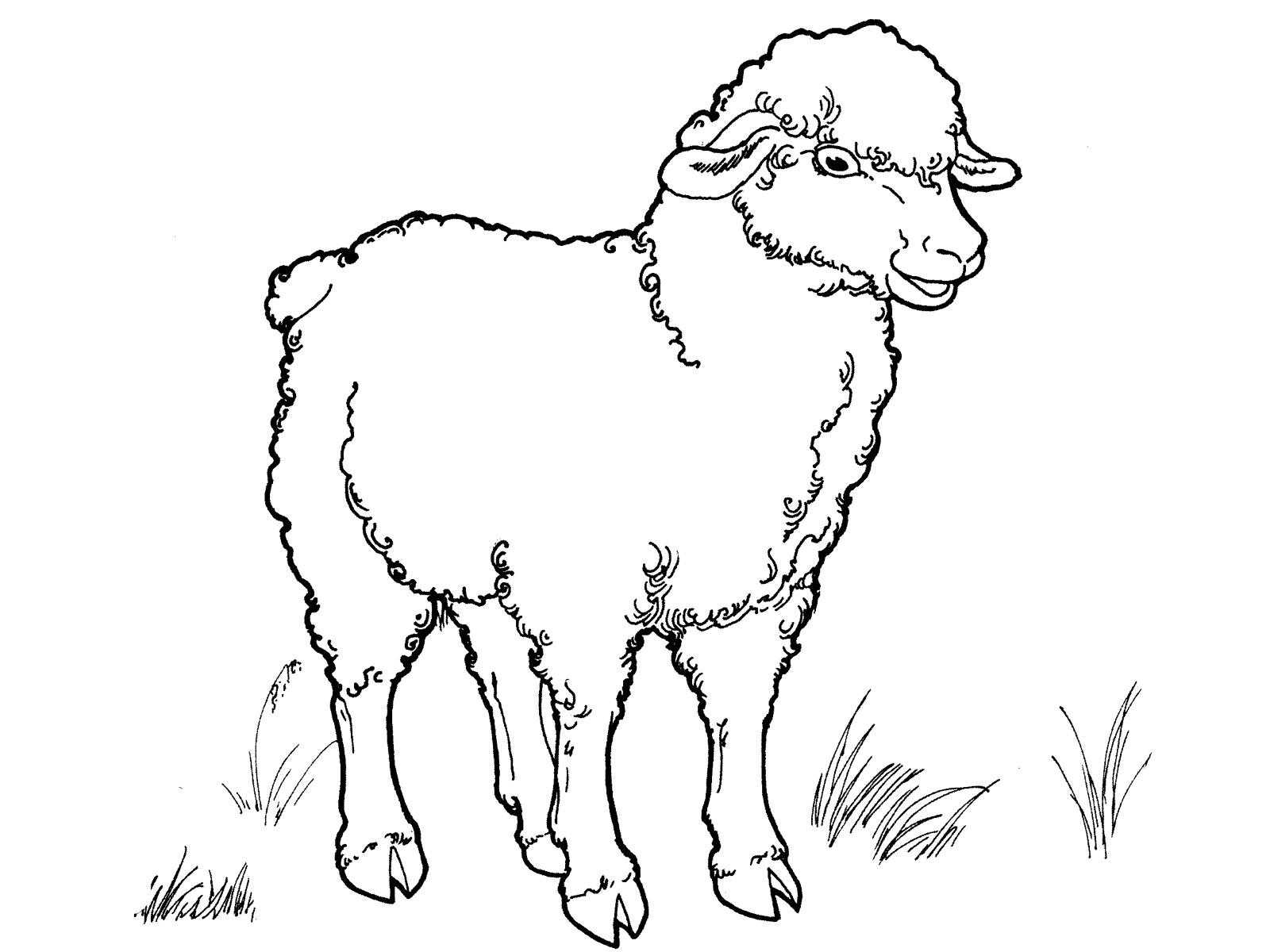 Coloring Sheep in field. Category Pets allowed. Tags:  sheep, field.