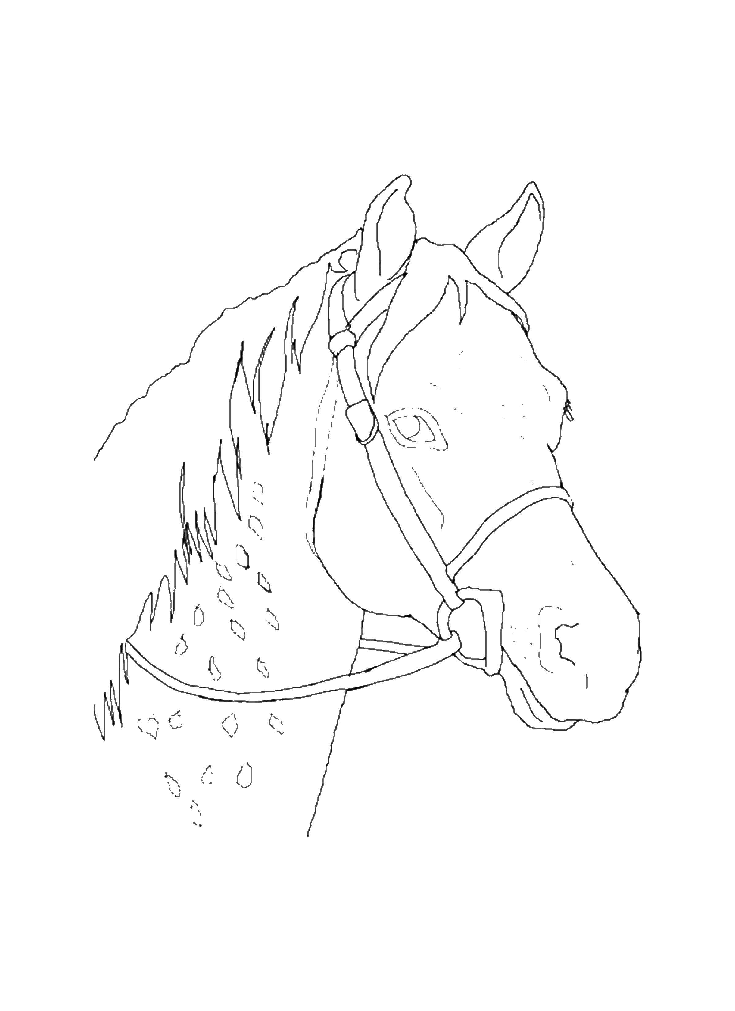 Название: Раскраска Лошадка. Категория: Животные. Теги: животные, лошадь, конь.