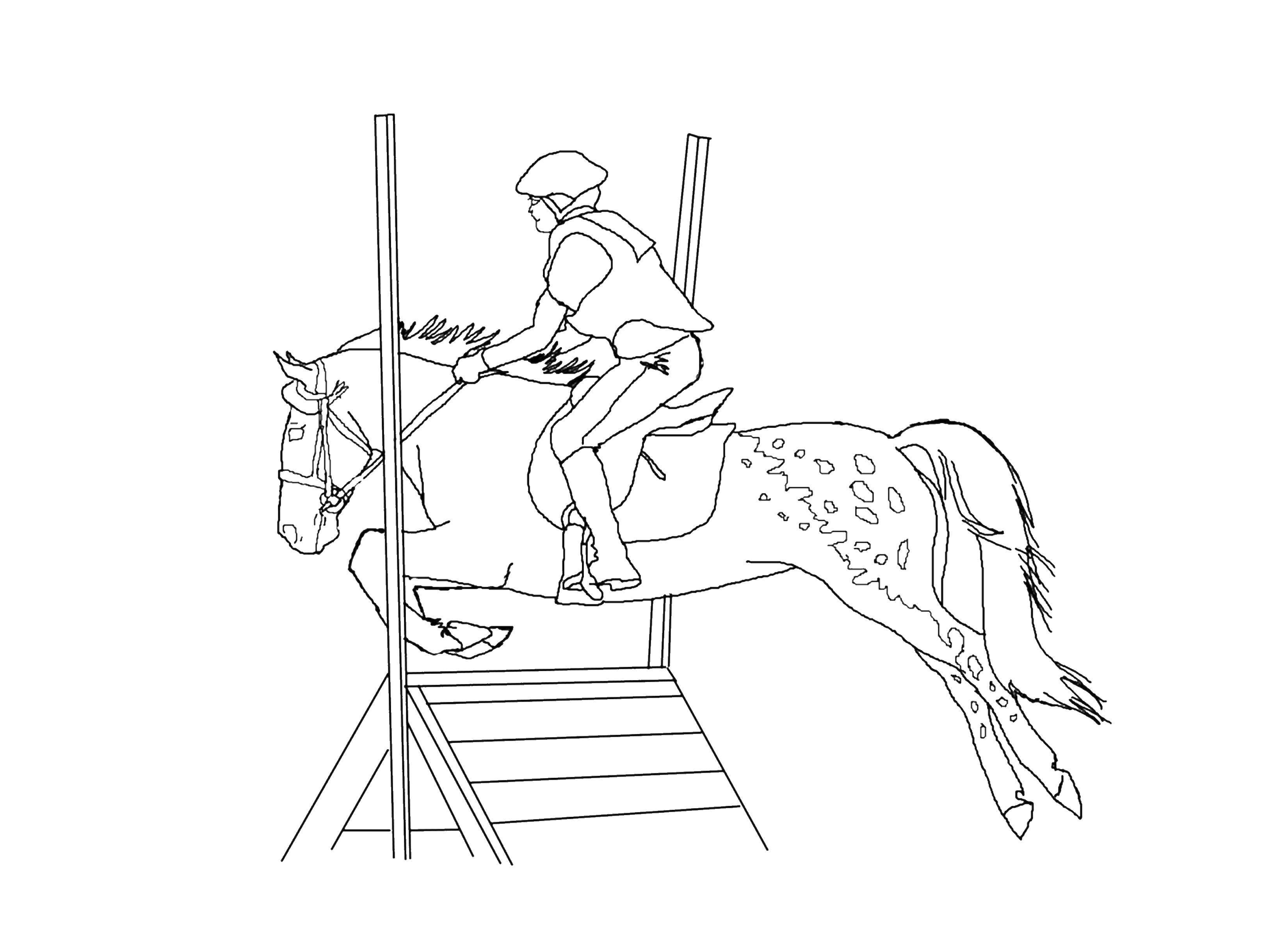 Название: Раскраска Наездник на лошади. Категория: Животные. Теги: животные, лошадь, конь, скачки.