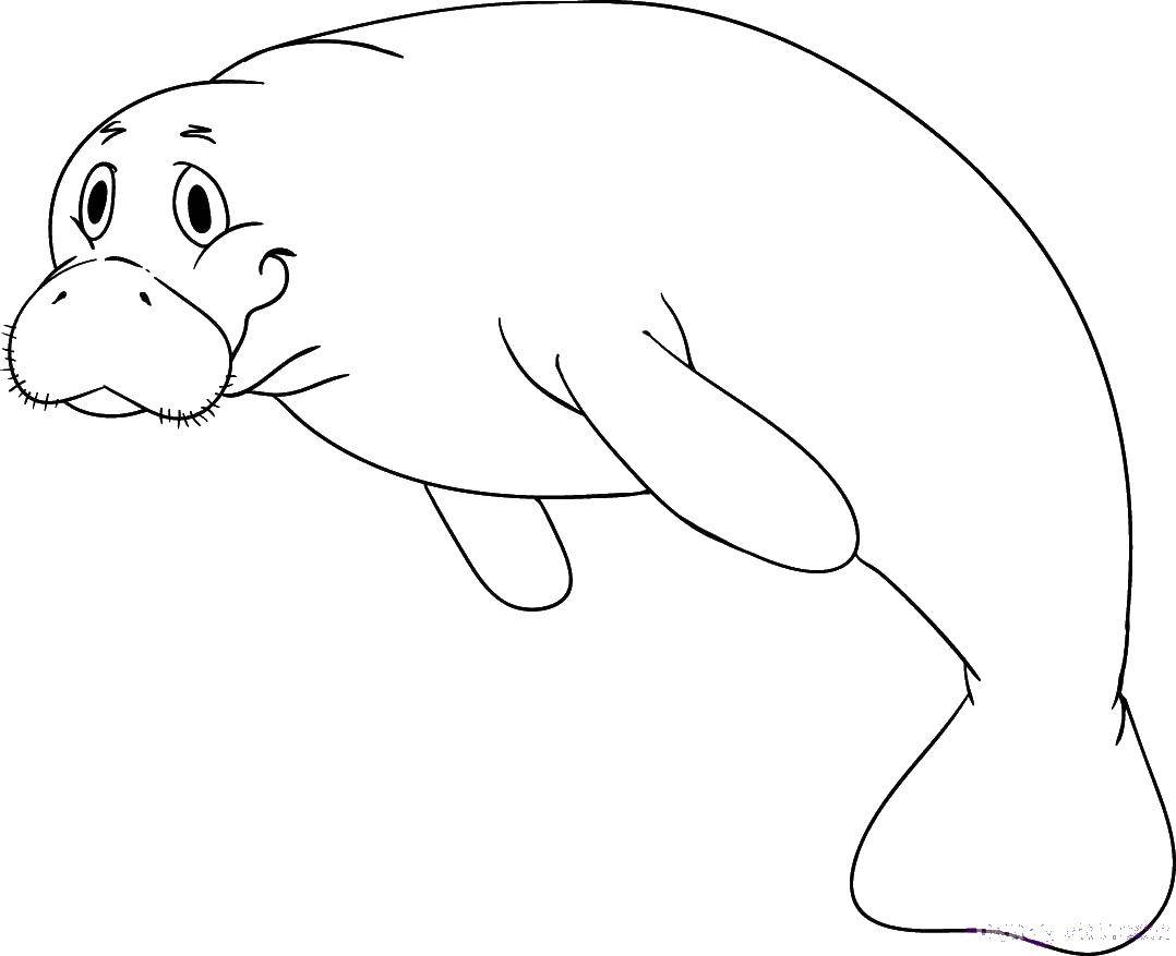 Coloring Seal. Category Animals. Tags:  animals, seal.