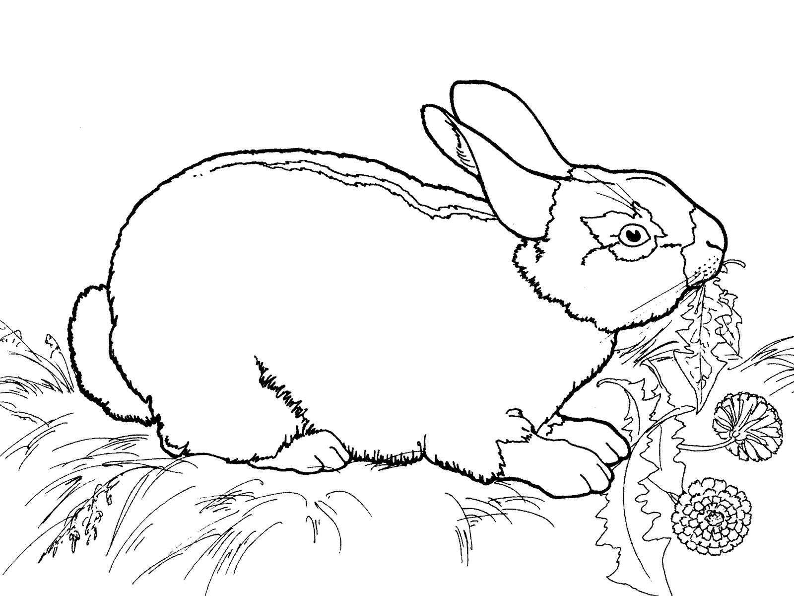 Название: Раскраска Заяц поедает траву. Категория: Животные. Теги: заяц, трава, цветы.