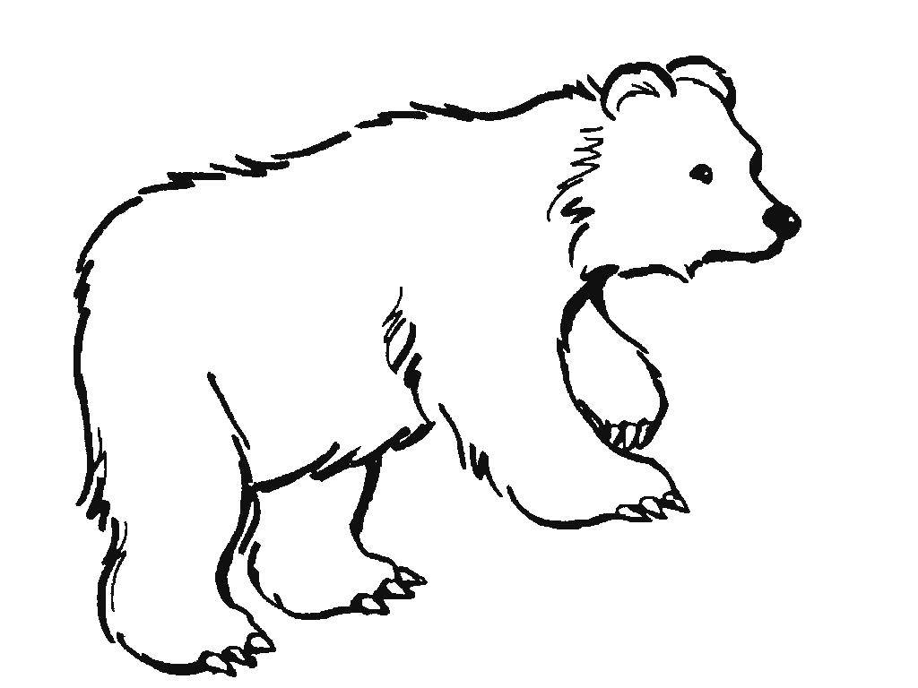 Название: Раскраска Медведь. Категория: животные. Теги: медведь.