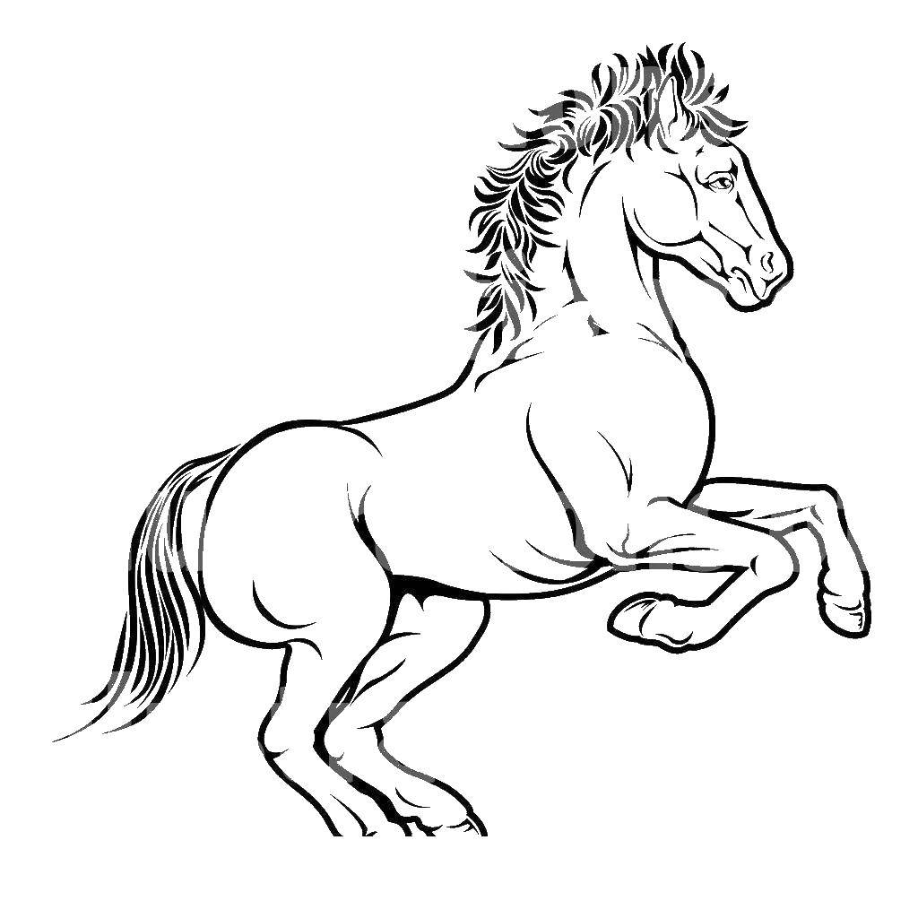 Название: Раскраска Конь. Категория: лошади. Теги: животные, лошадь, конь.
