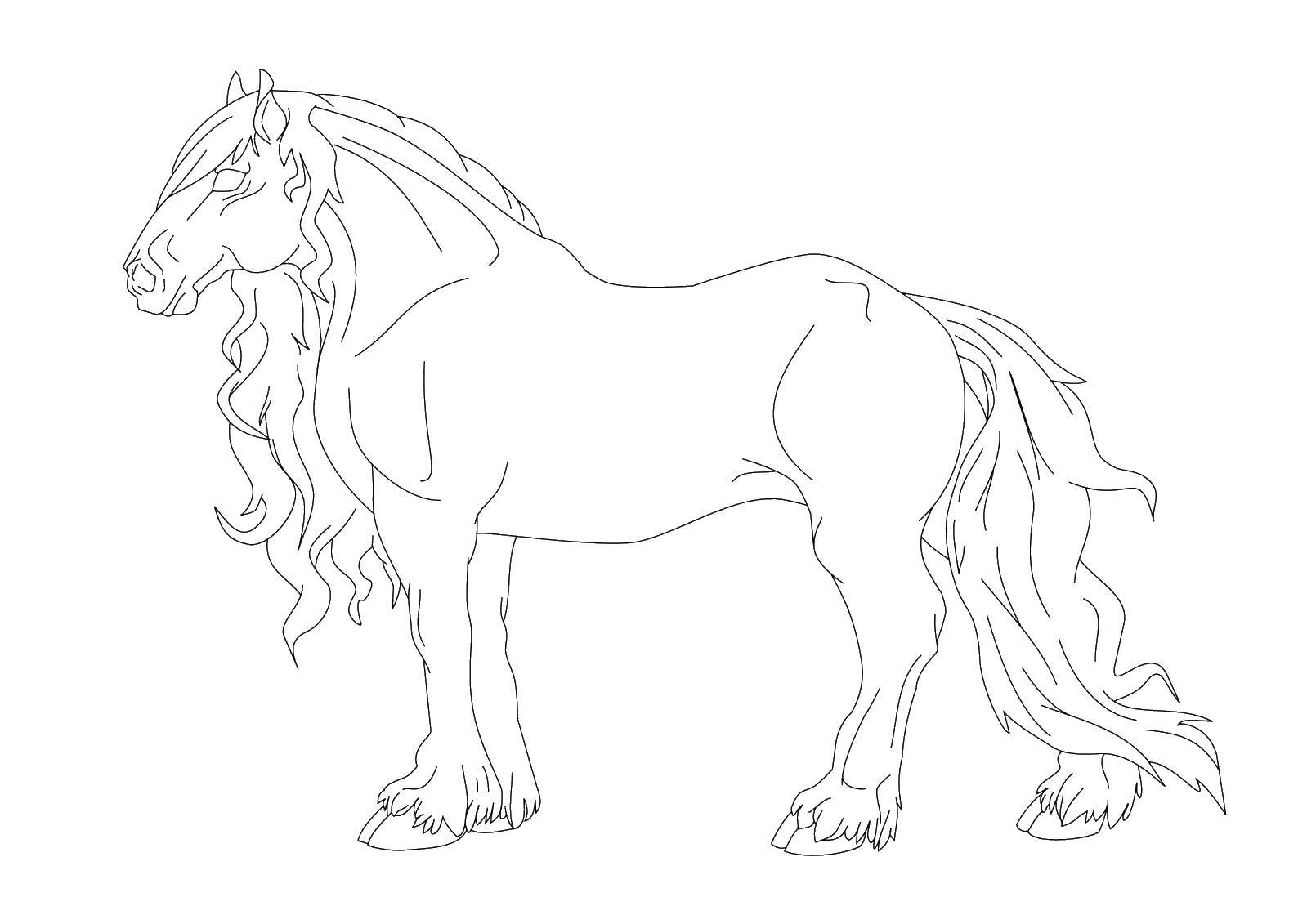 Название: Раскраска Лошадь. Категория: лошади. Теги: животные, лошадь, конь.