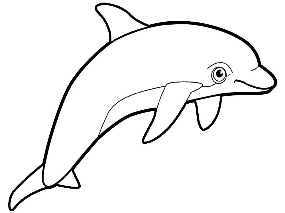 Название: Раскраска Дельфинчик. Категория: дельфины. Теги: Подводный мир, дельфин.