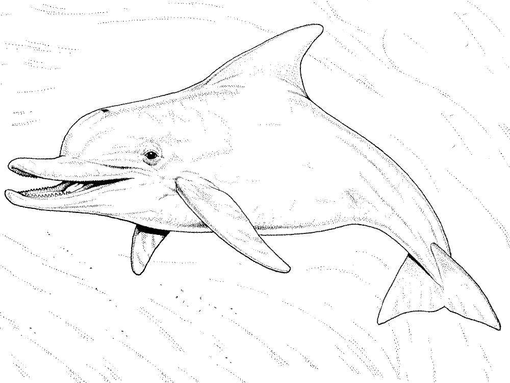Название: Раскраска Дельфинчик. Категория: дельфины. Теги: Подводный мир, дельфин.