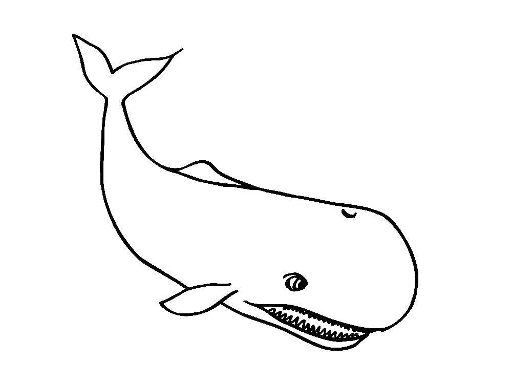 Розмальовки  Злий кіт. Завантажити розмальовку Підводний світ, риба, кит.  Роздрукувати ,кит,