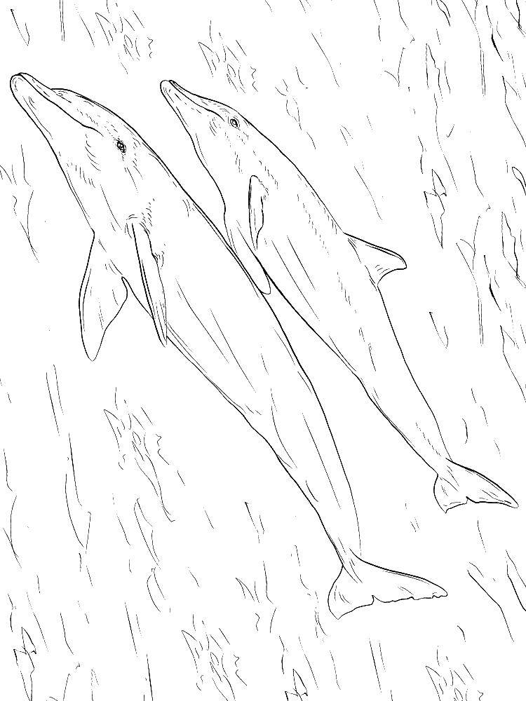 Название: Раскраска Дельфинчики. Категория: дельфины. Теги: Подводный мир, дельфин.