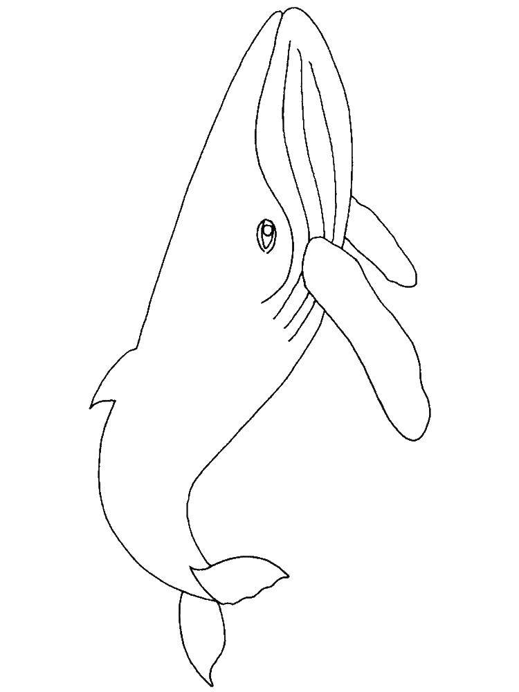Coloring Whale. Category Keith . Tags:  the sea, marine life, marine animals, whale, whale.
