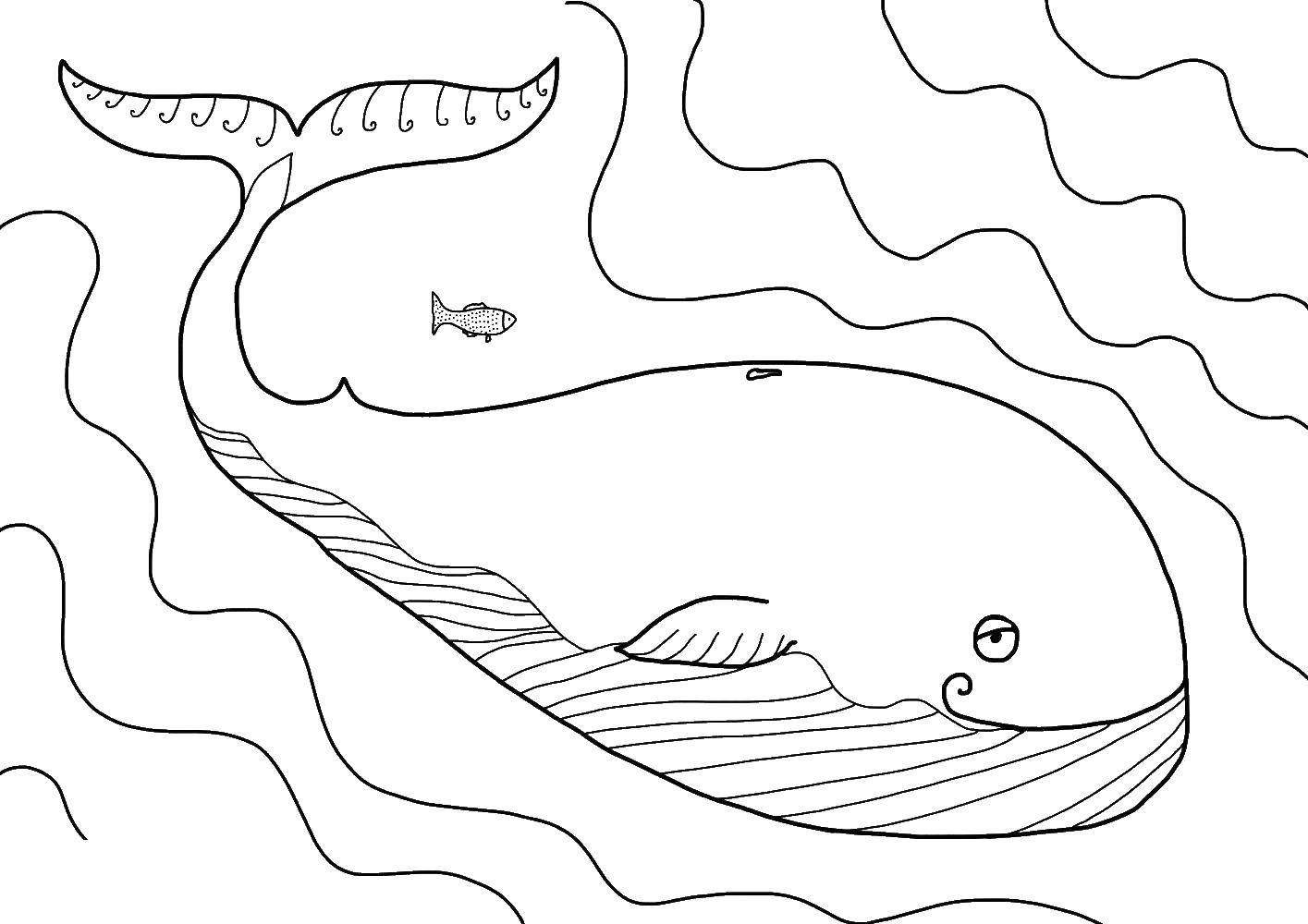 Название: Раскраска Кит. Категория: кит. Теги: Подводный мир, рыба, кит.