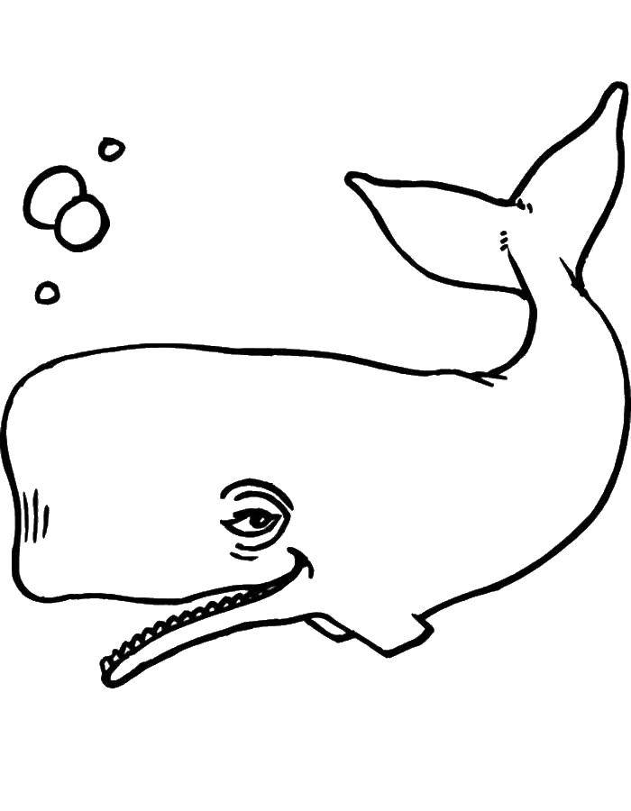 Название: Раскраска Кит. Категория: кит. Теги: Подводный мир, рыба, кит.
