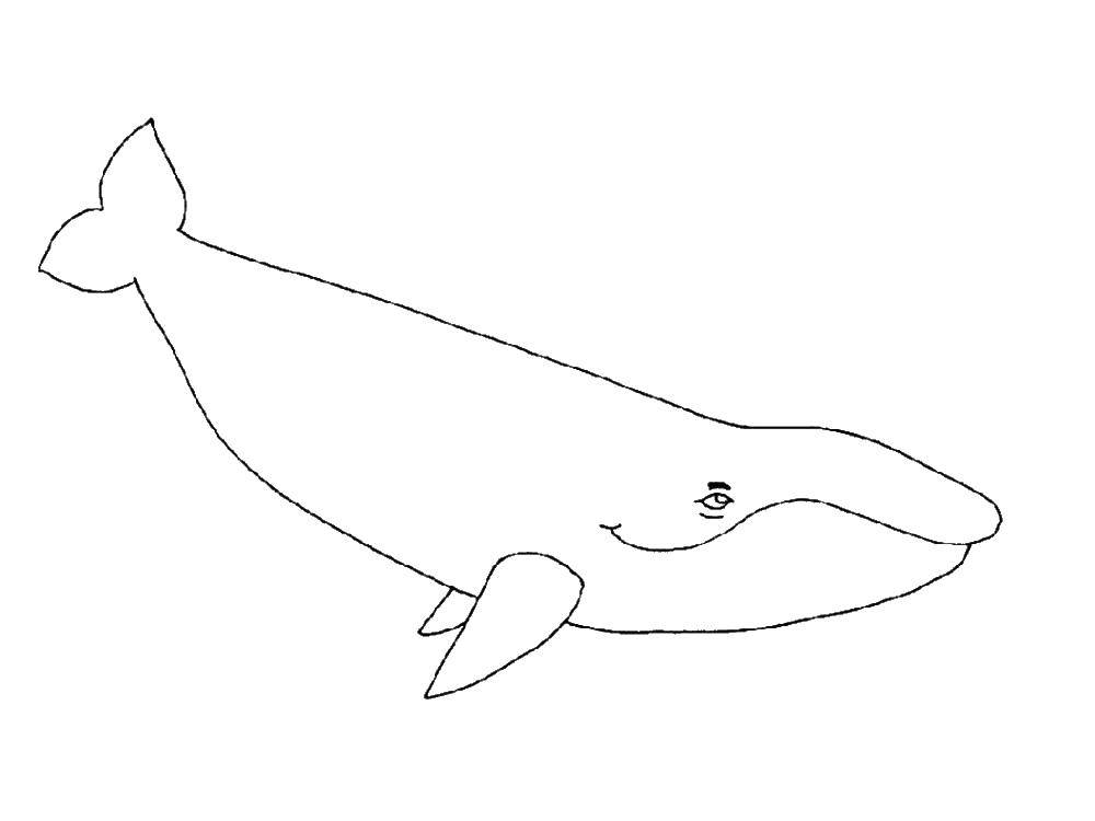 Название: Раскраска Кит. Категория: кит. Теги: море, морские обитатели, морские жители, кит.