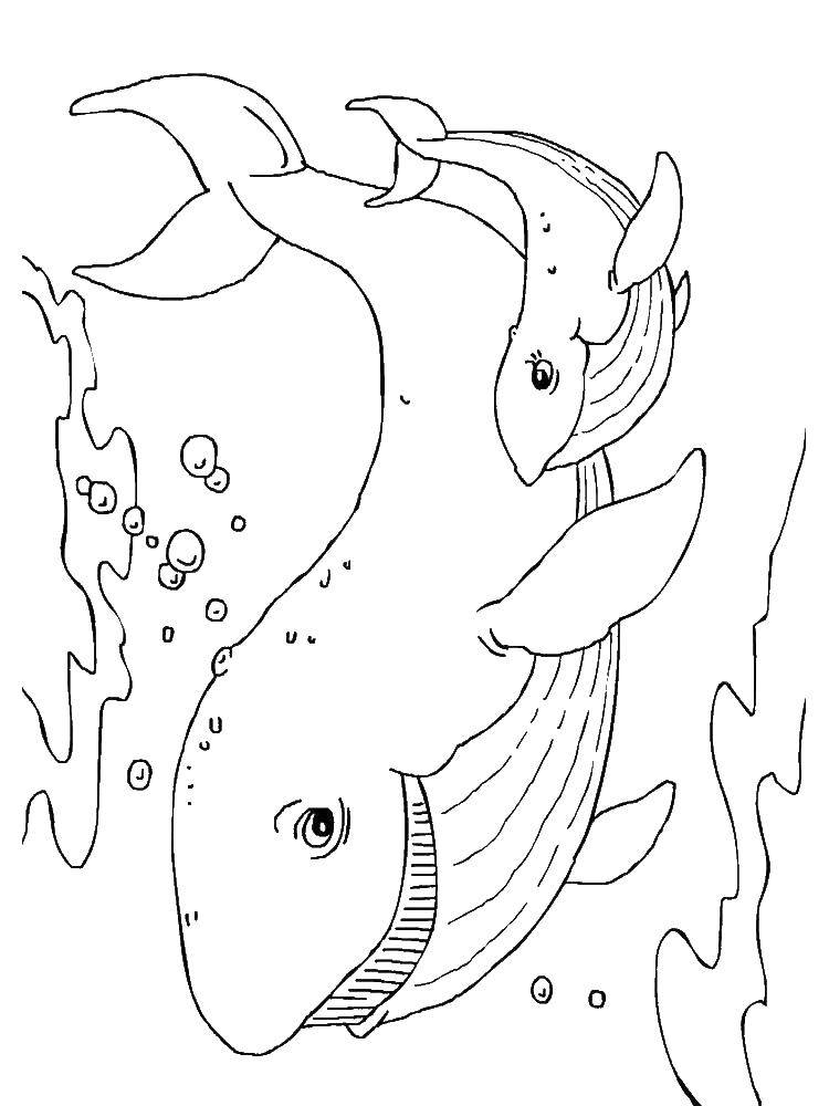 Coloring Whales. Category Keith . Tags:  animals, marine animals, whales.