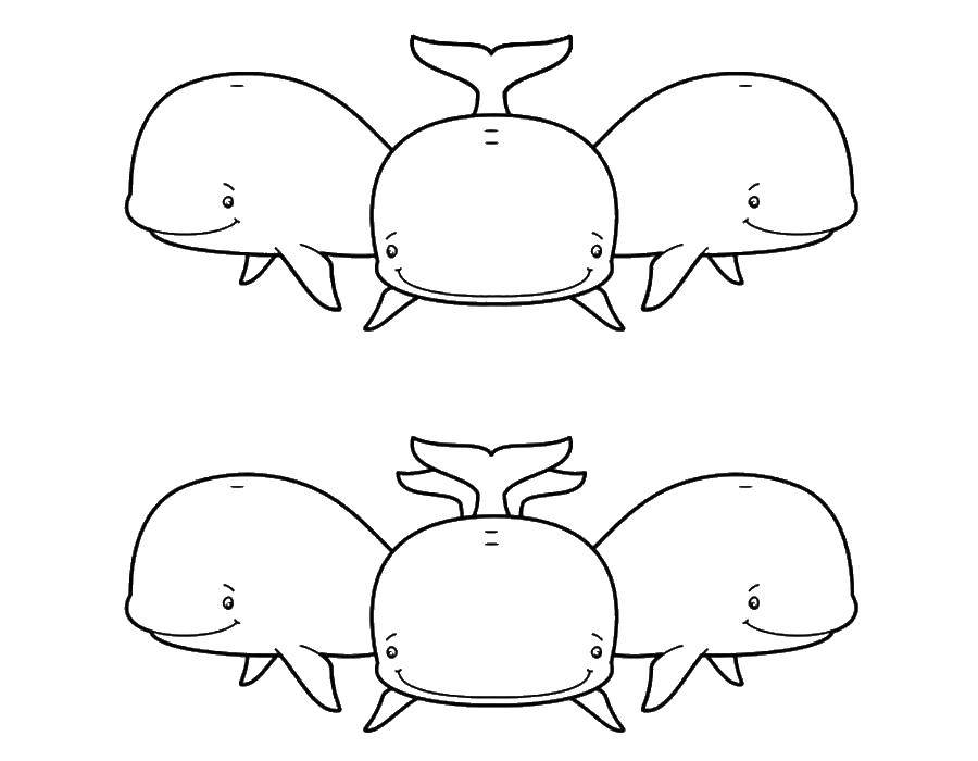 Coloring Whales. Category Keith . Tags:  Underwater world, fish, whale.
