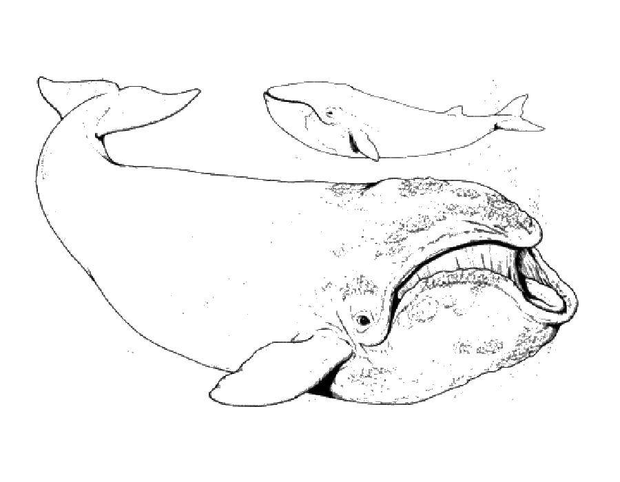 Coloring Whales. Category Keith . Tags:  the sea, marine life, marine animals, whale.