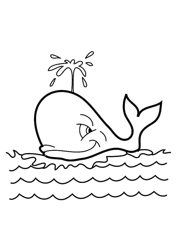 Название: Раскраска Китёнок пускает фонтанчик. Категория: кит. Теги: Подводный мир, рыба, кит.