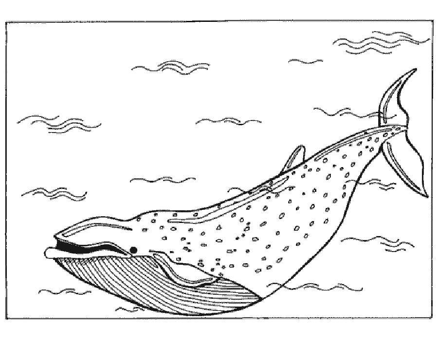Розмальовки  Величезний кит. Завантажити розмальовку Підводний світ, риба, кит.  Роздрукувати ,кит,