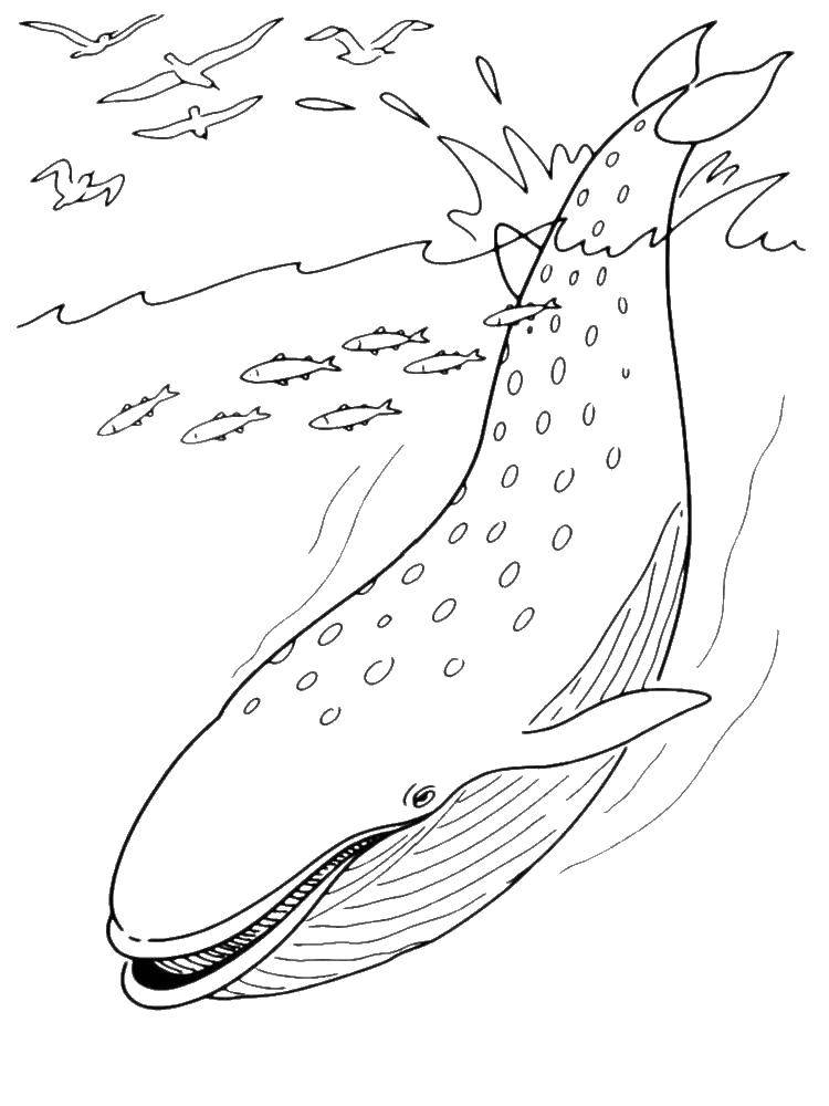 Название: Раскраска Кашалот. Категория: кит. Теги: Подводный мир, рыба, кит.